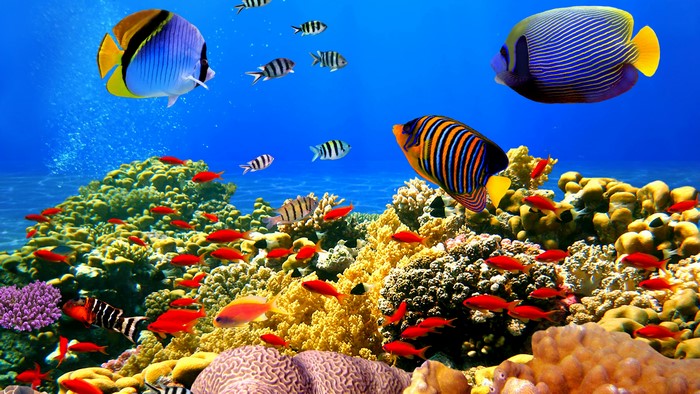 4K Ocean Depths with Coral Reef and Fish