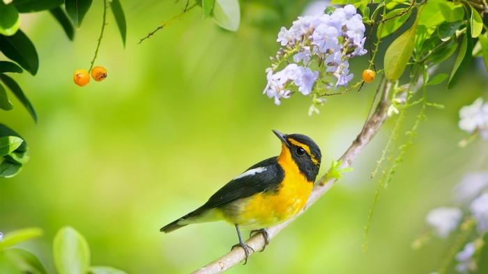 Yellow-browed flycatcher bird on a branch