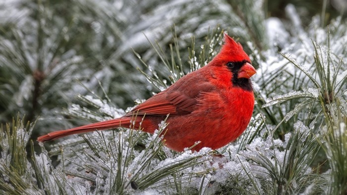Red cardinal perched on a snowy pine branch