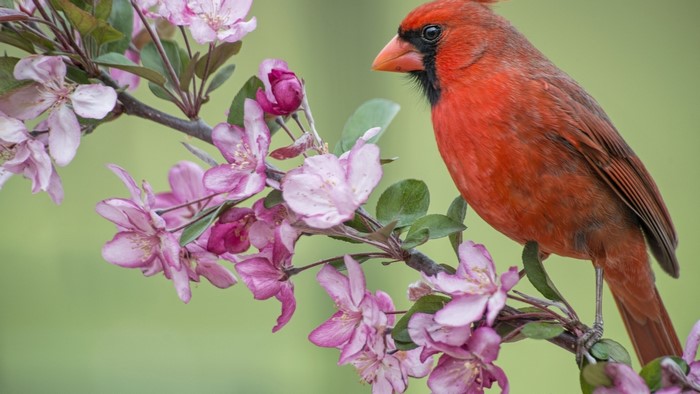Red cardinal on a flowering branch