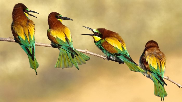 Four colorful Bee-eaters perched on a branch