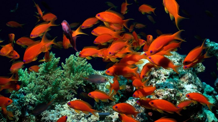 School of Red Anthias Fish near Coral