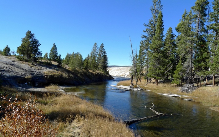 River flowing through a forest with rocky banks