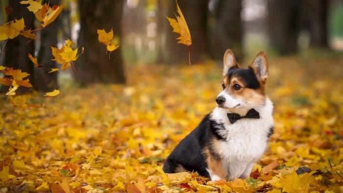Tricolor Corgi wearing a bow tie in autumn leaves