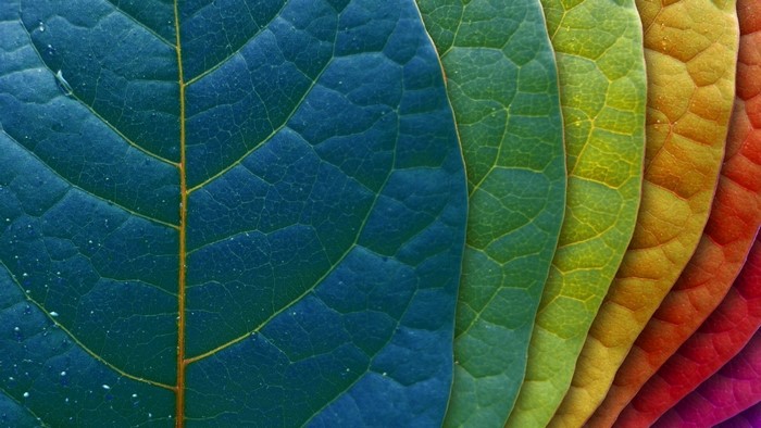 Colorful leaves in a rainbow gradient