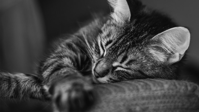 Close-up of a sleeping tabby cat