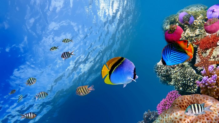 Underwater world with coral reef and fish