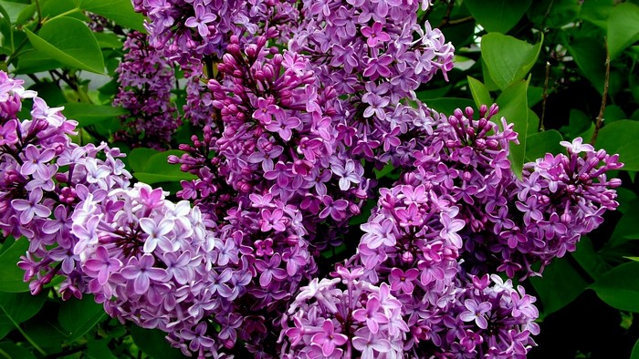 Purple Lilac Flowers
