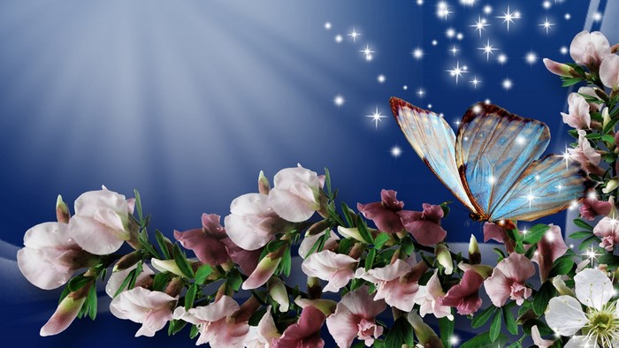 Butterfly on flowers