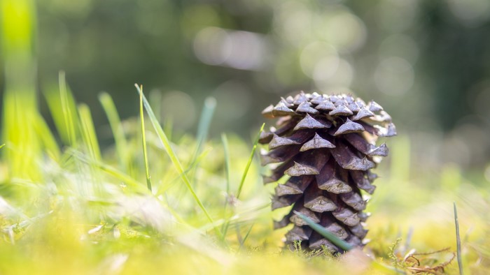Pine cone on grass