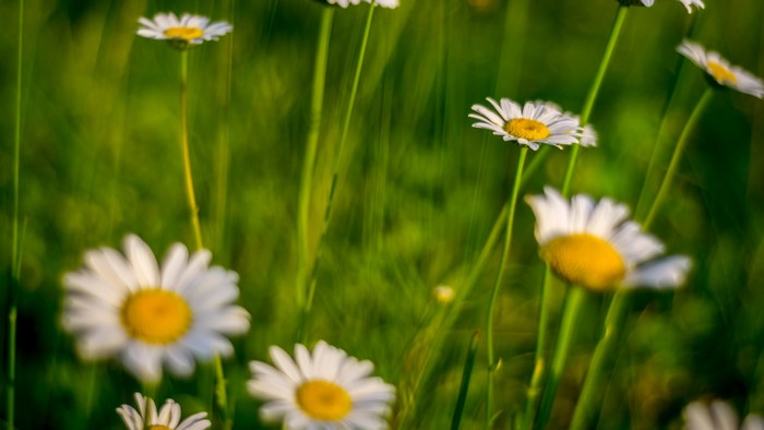 4K Chamomile Flowers in Green Field