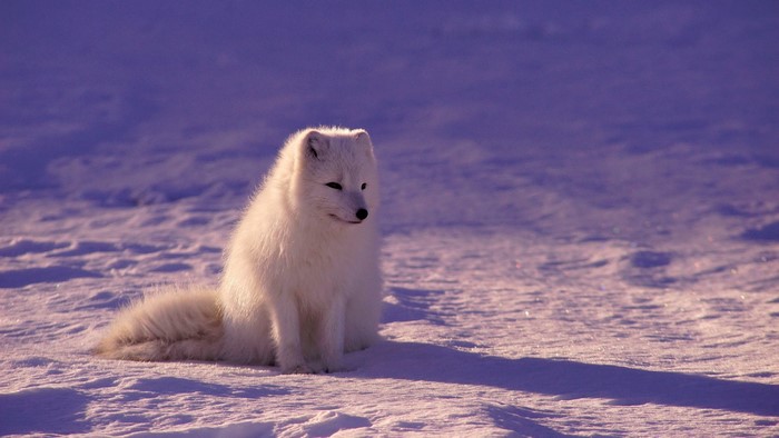 4K Arctic fox in snow