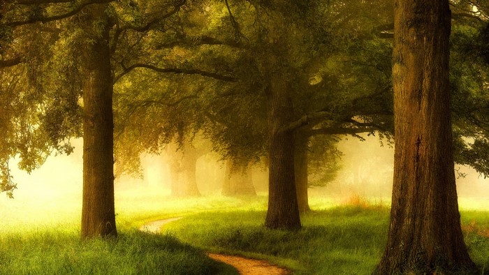 A winding path through a foggy forest with large trees