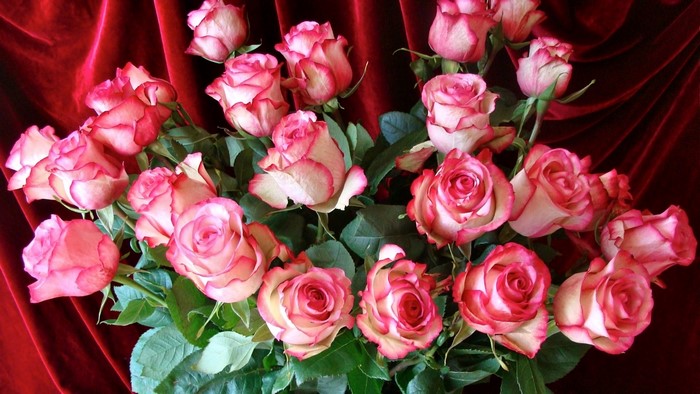 Bouquet of pink and white roses on red velvet
