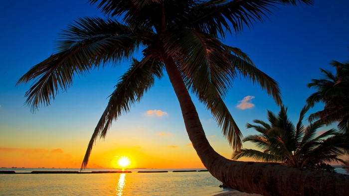 Palm trees at sunset over the ocean