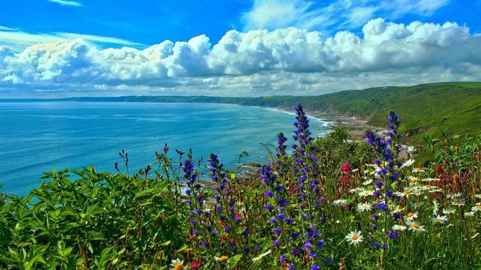 Coastal landscape with wildflowers and ocean