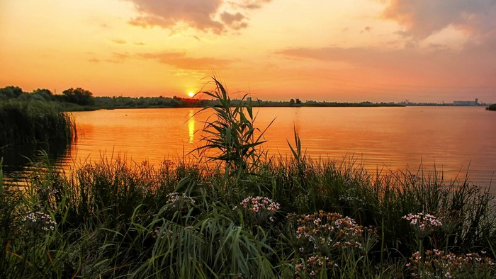 Sunset over a lake with reeds and flowers