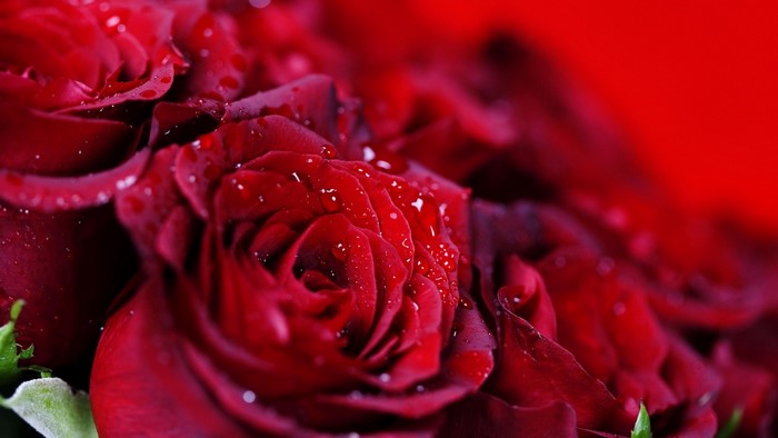 Close-up of Red Roses with Water Droplets