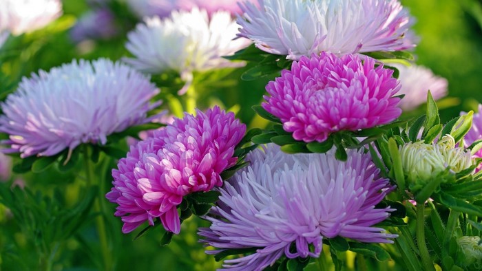 Pink and white asters in a garden