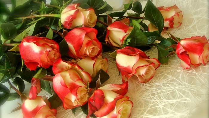 Two-toned red and white roses on a textured surface