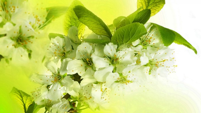 White cherry blossoms on a branch