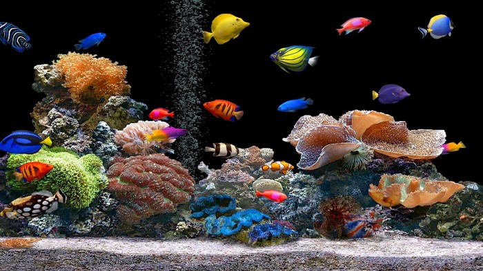 Aquarium with colorful fish and coral