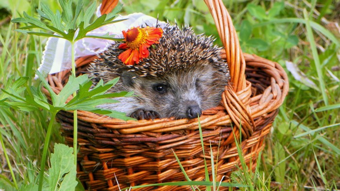 Hedgehog in a basket