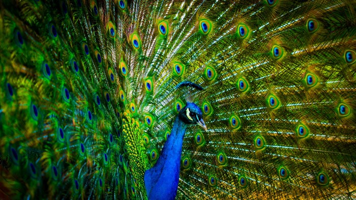 Peacock displaying its vibrant tail feathers