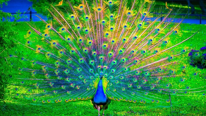 Vibrant Peacock Display in Nature