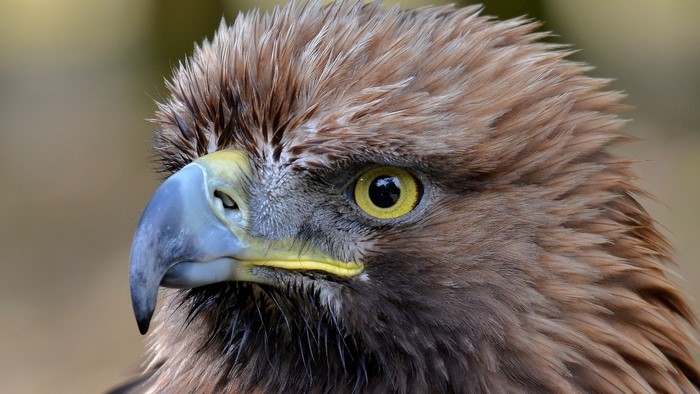 Close-up of a Golden Eagle's head