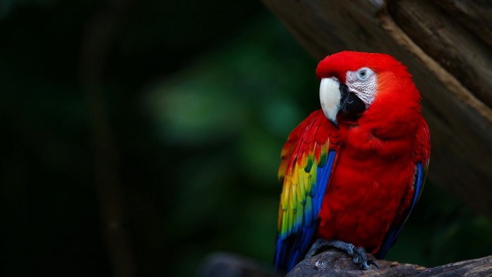Scarlet Macaw parrot perched on a branch