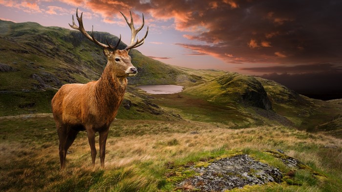 4K Deer in a Mountain Landscape