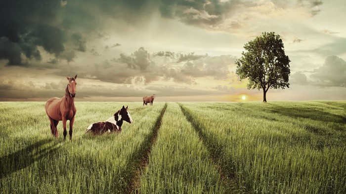 Horses in a grassy field at sunset