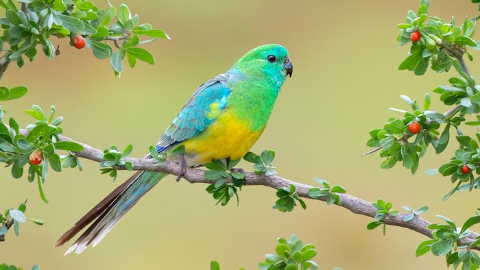 Red-rumped parrot perched on a branch with berries