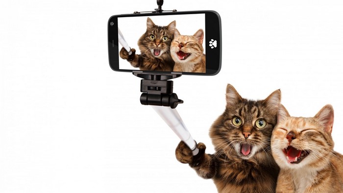 Two cats taking a selfie with a selfie stick