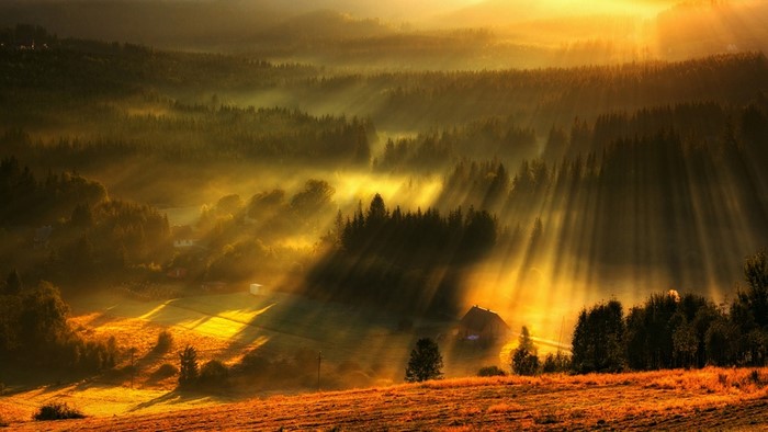 Sunbeams over a misty forest valley at dawn