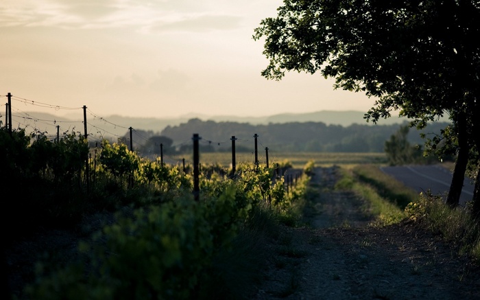Vineyard path at sunset with distant hills