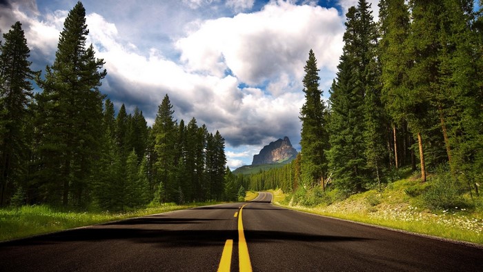 Scenic mountain road through a pine forest
