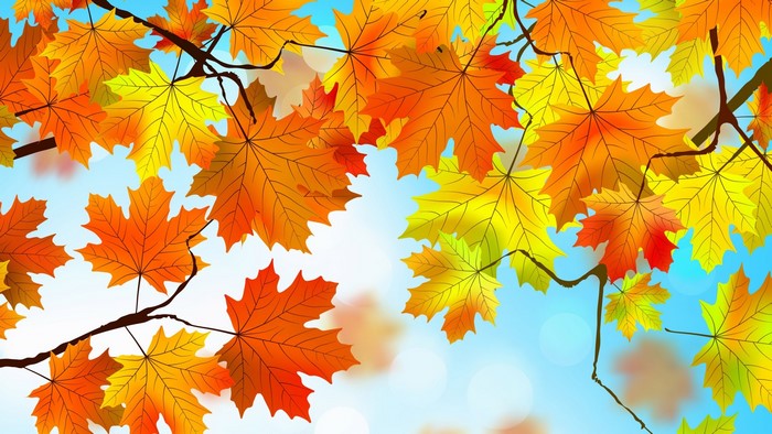Autumn Maple Leaves on Branches