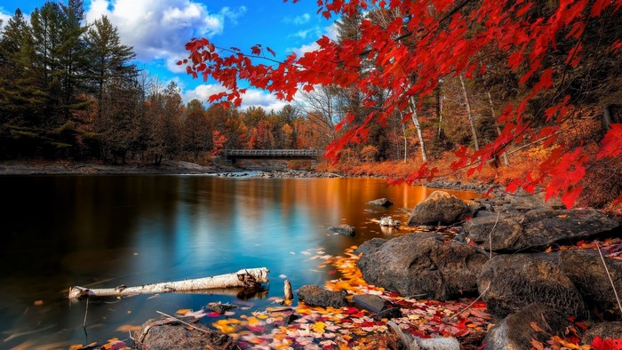 Autumn Forest River with Red Leaves