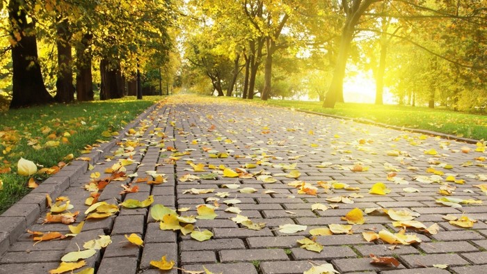 Brick Path Lined with Trees in Autumn