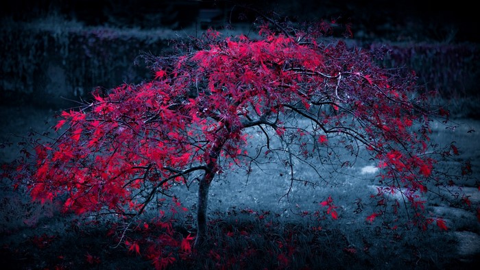 Tree with vibrant red leaves in a dark setting