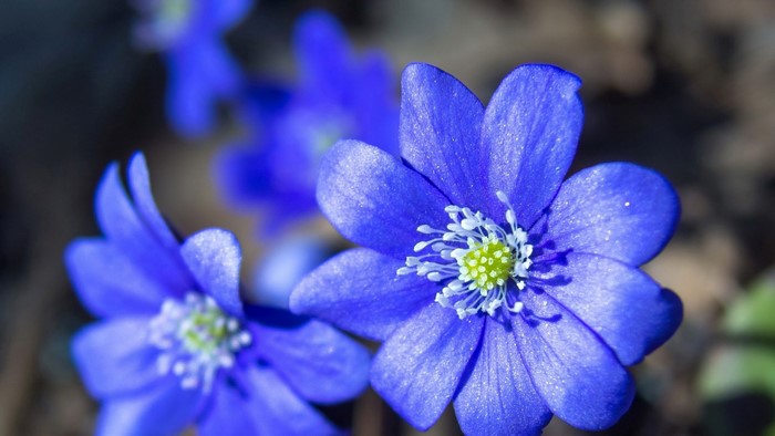 Blue flowers in a forest