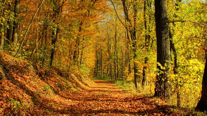 Autumn forest path with colorful leaves