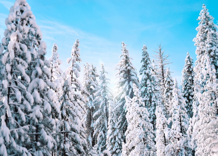 4K Snow Covered Trees in Yosemite National Park
