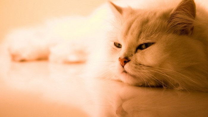 Tired cat