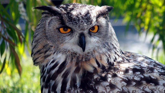 Close-up of a Great Horned Owl