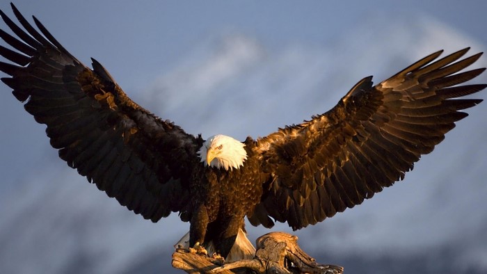 Bald eagle perched on a branch
