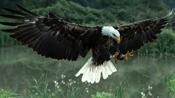 Bald eagle in flight over water