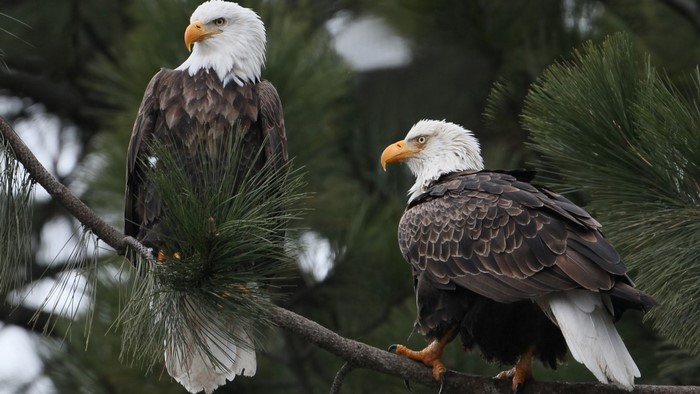 Two Bald Eagles Perched on a Branch